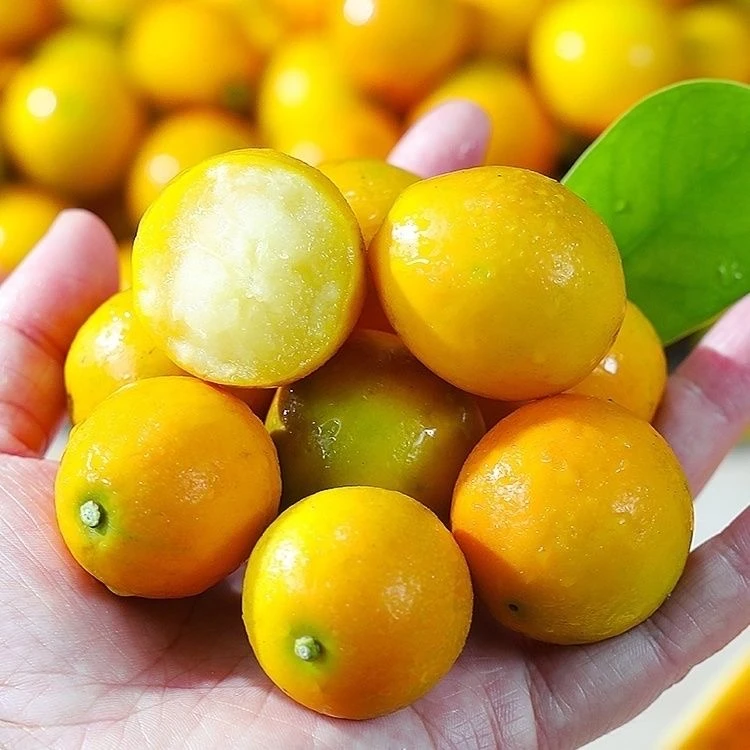 【2斤】桂林阳朔脆皮小金桔新鲜多汁酸甜无籽现摘蜜桔薄皮应季水果