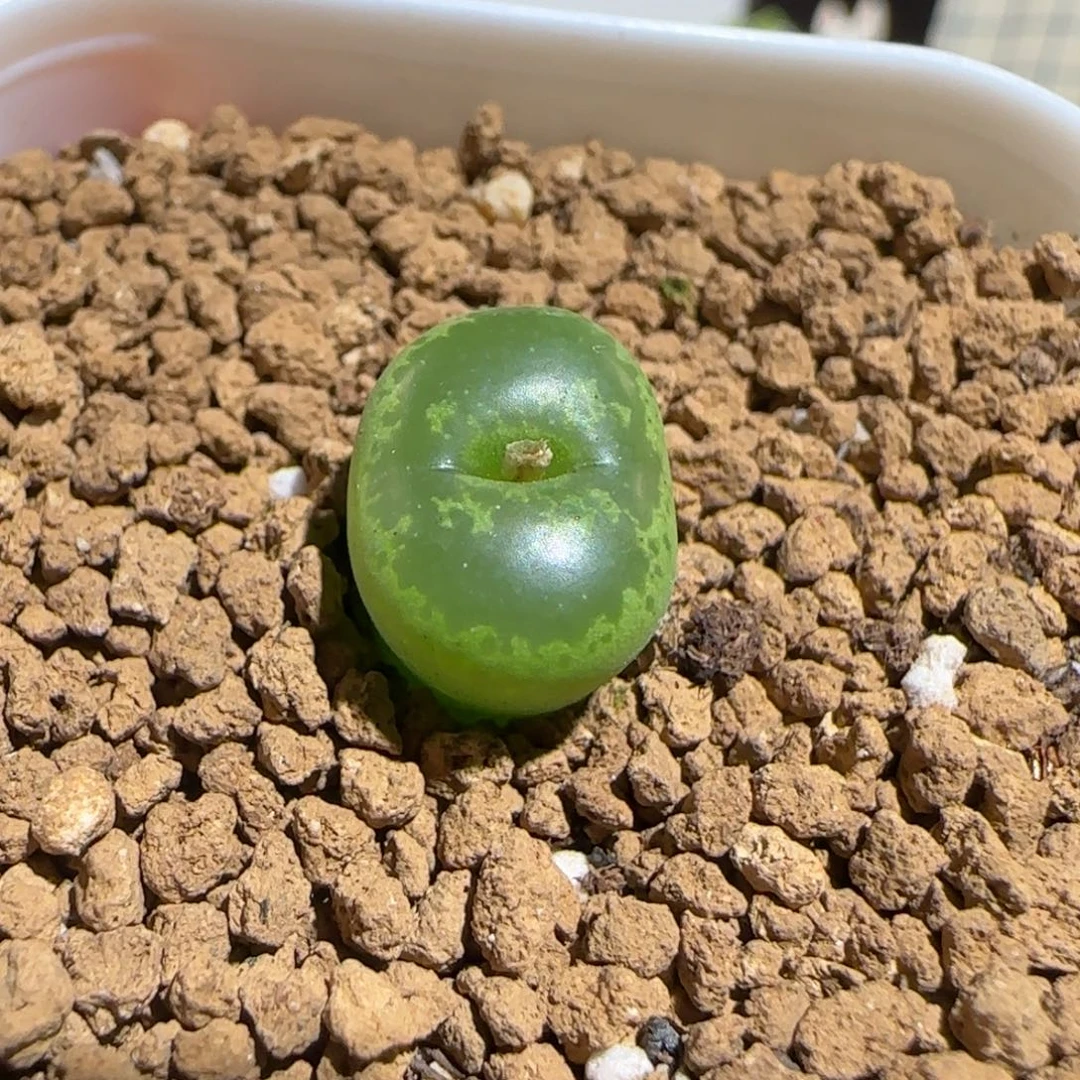肉锥多肉植物组合-绿流苏1761