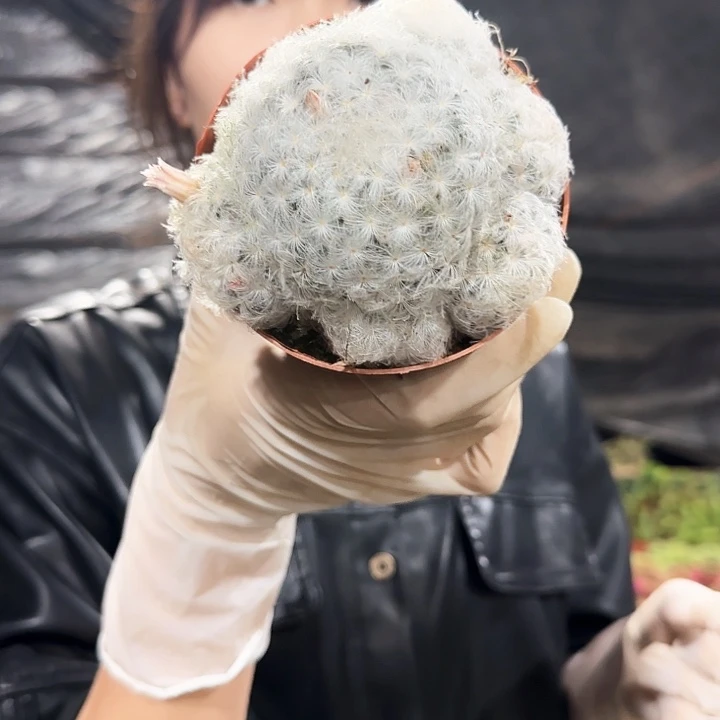 白星群两颗11111111111