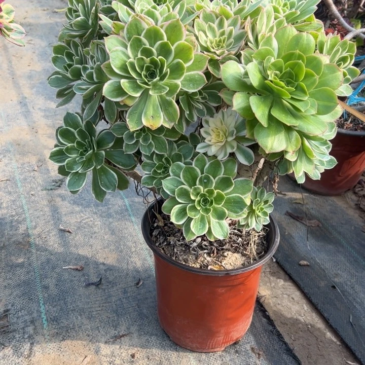 23大叶多肉多肉多肉