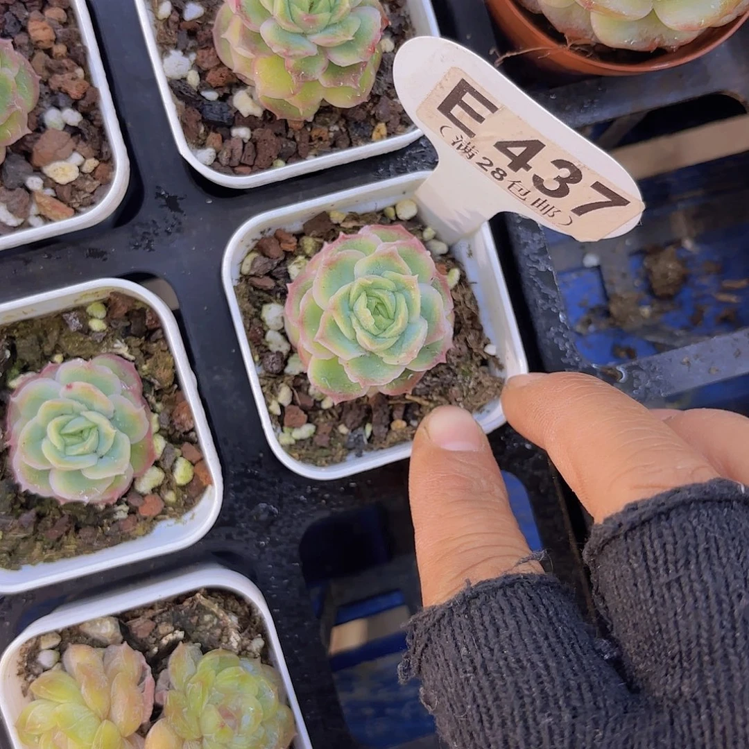 E437虾饺一物一拍