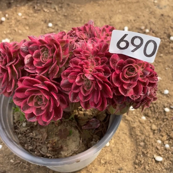 我***弟690多肉植物倾城缀