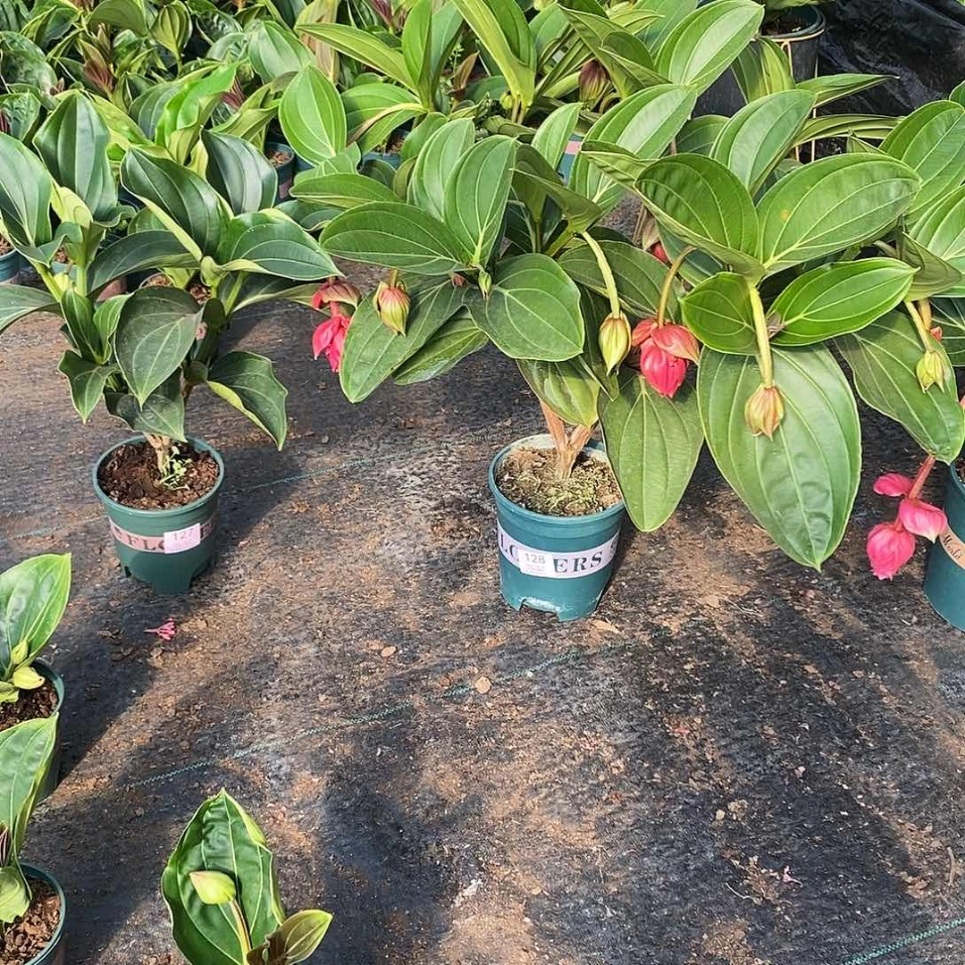 木本植物老*子木本花卉127.128