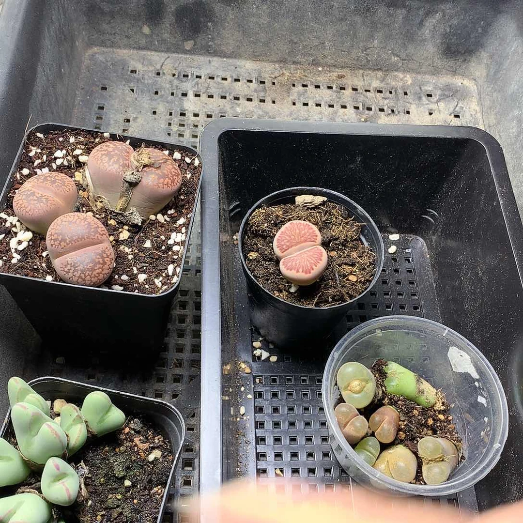 弑*殇E287多肉植物保护研究所