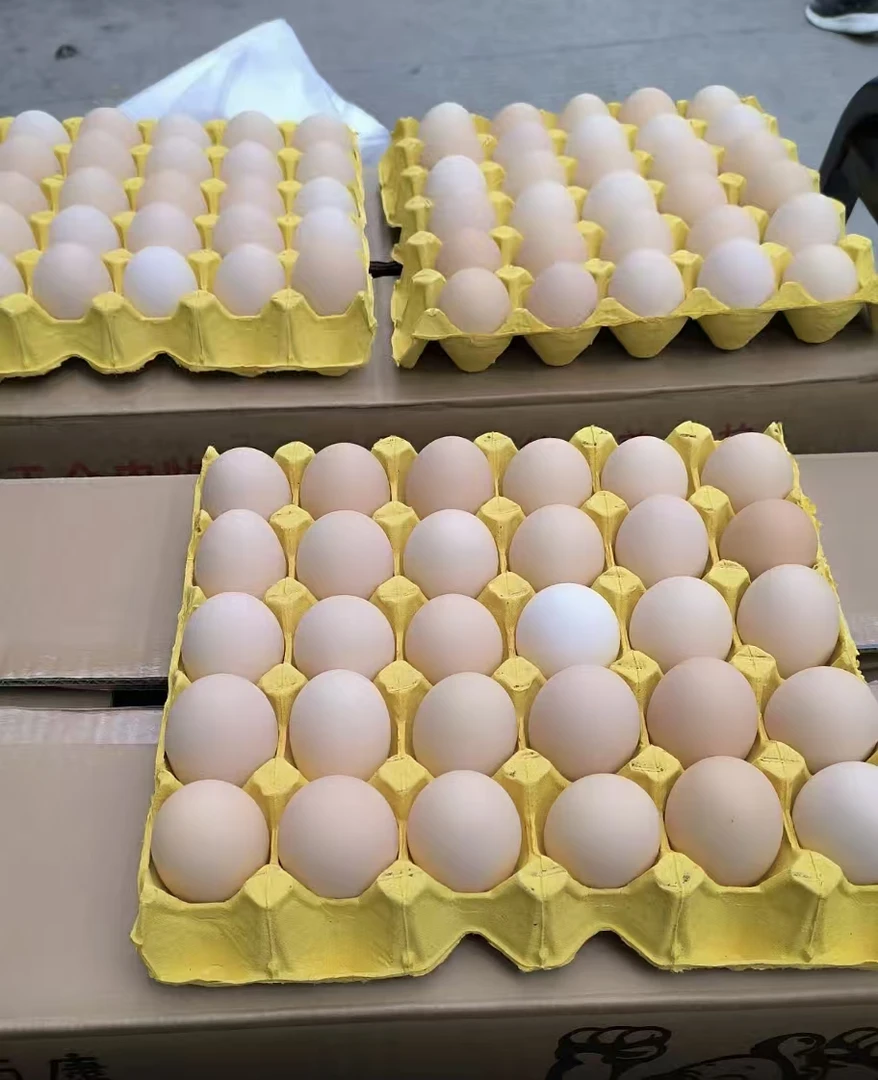 王乐意家散养土活珠子顺丰或京东发货