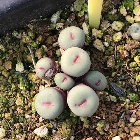 多肉肉锥 1380Ｂ红嘴