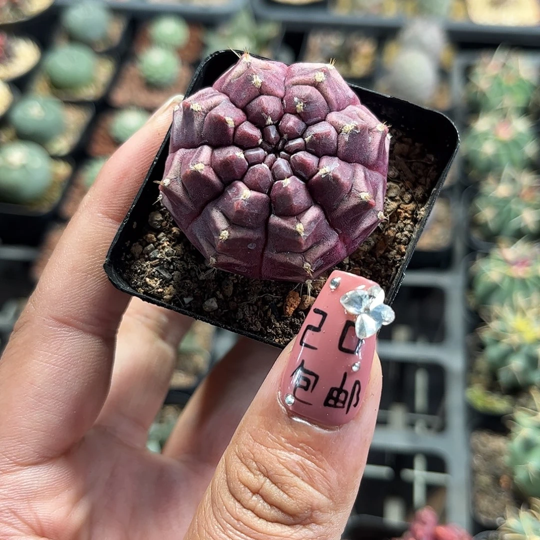 梦想单头发货单头发货