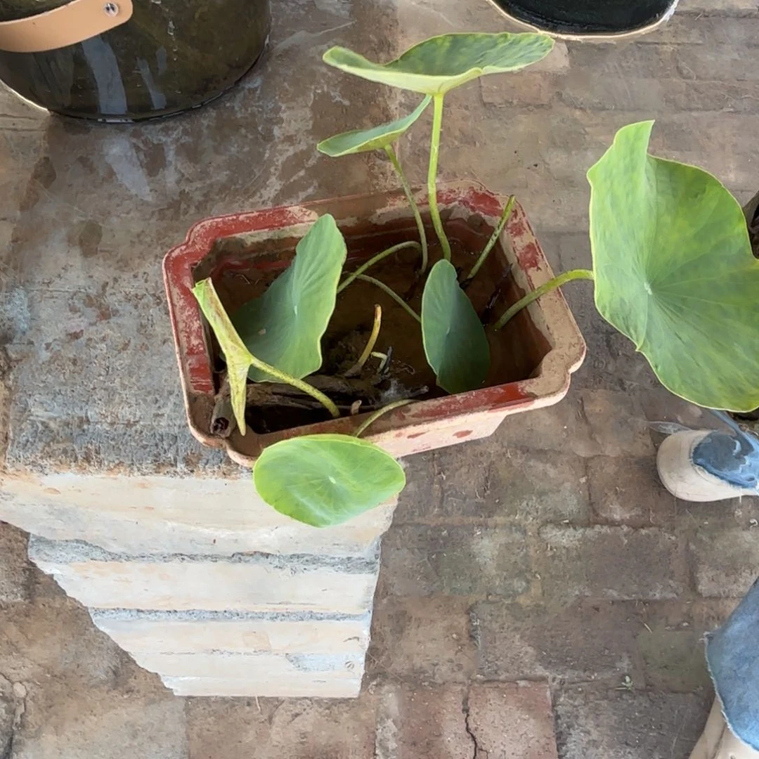 无花朵左**转处子落小红盆成品503