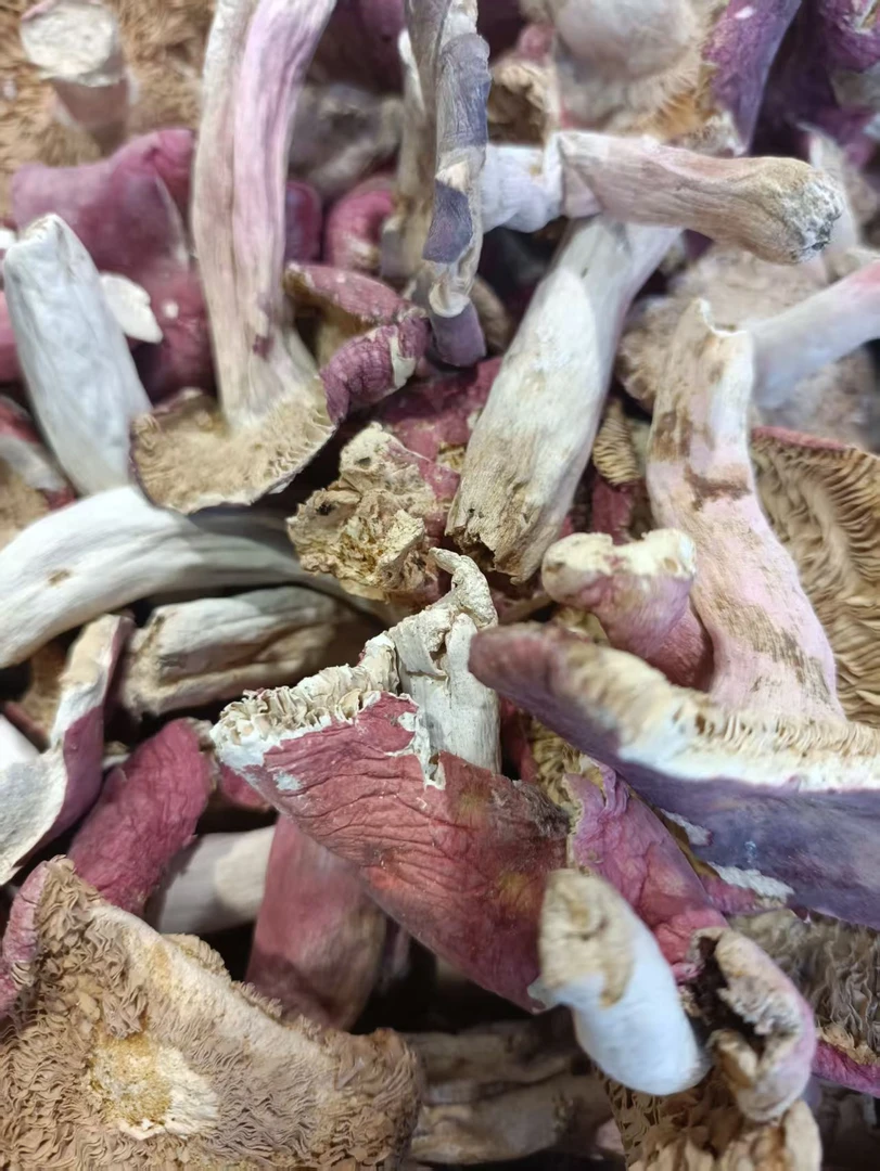 深山自然生长红菇煲汤美味佳品