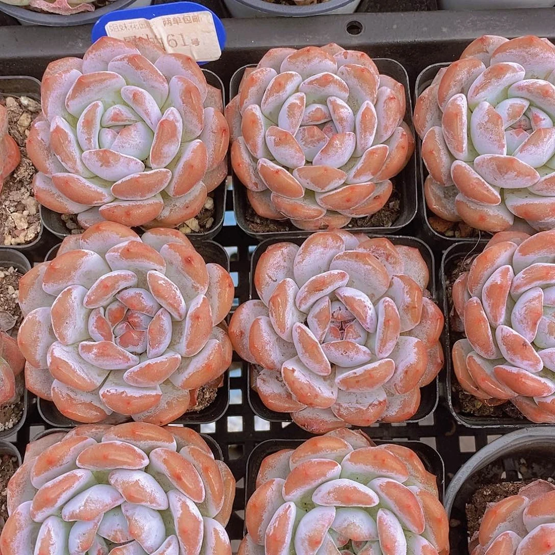 量拍61号-胖韩橙单头买一送一