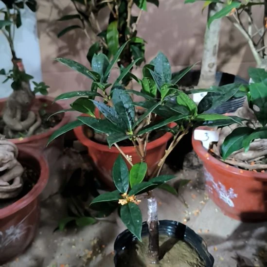 专***窗完全开放八月桂结籽丹