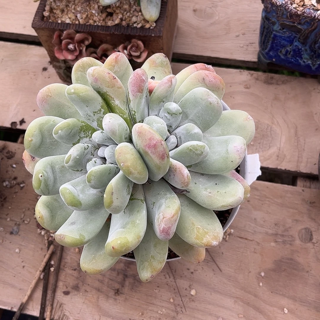 小鹿多肉一物一拍