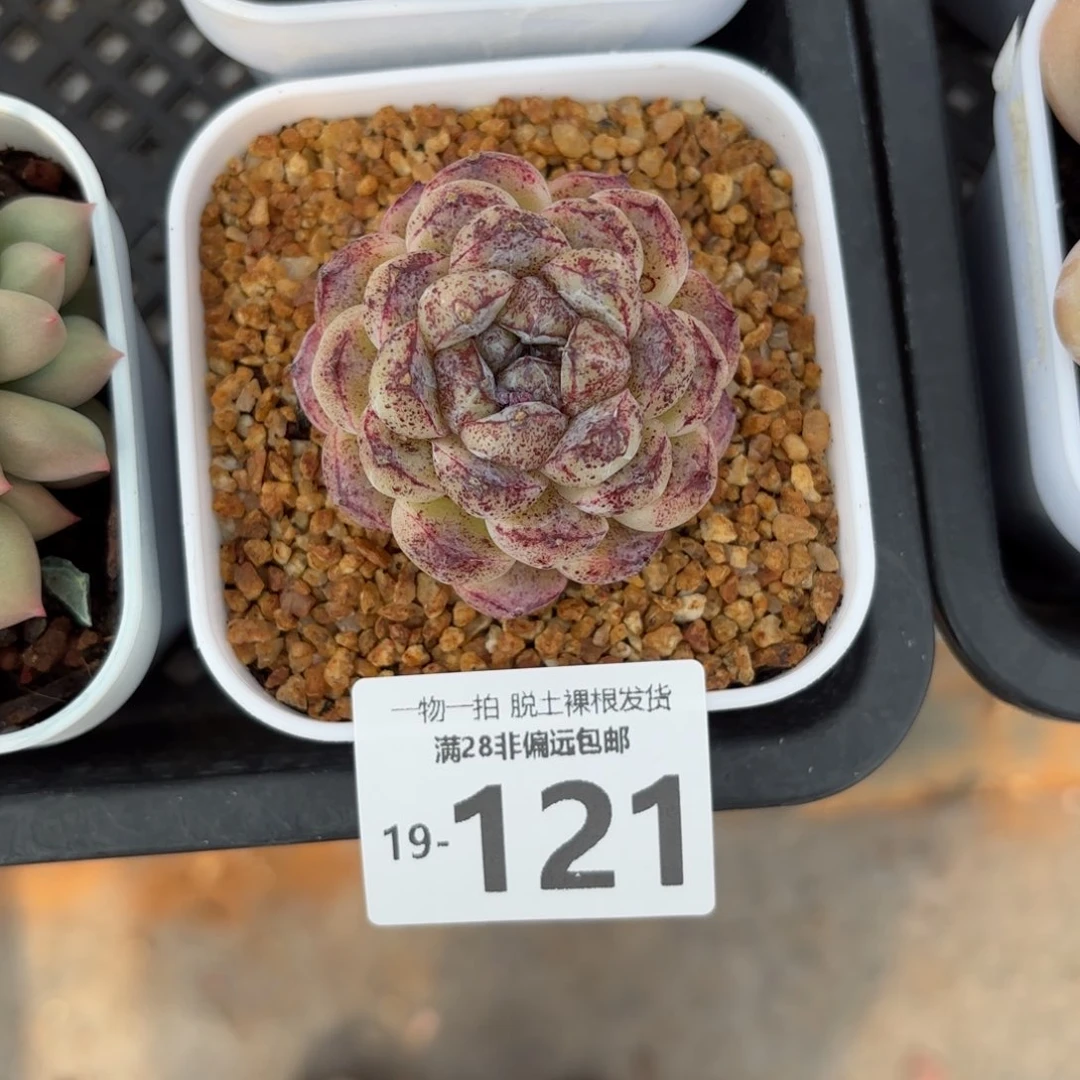 赤水晶多肉多肉多肉