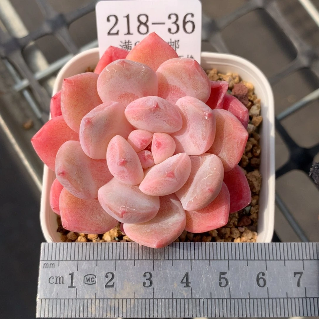 厚梦粉体冠服5.5