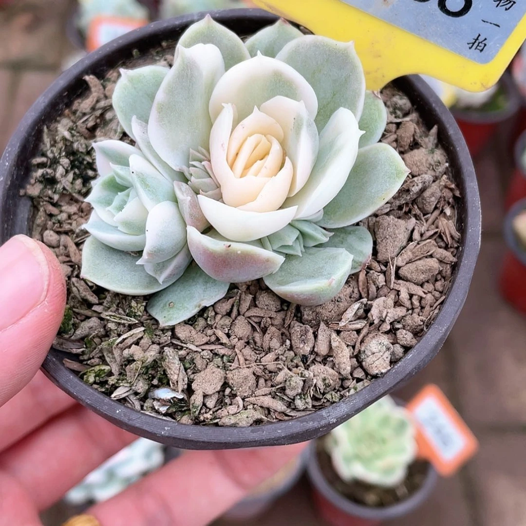 【闪购商品】866号