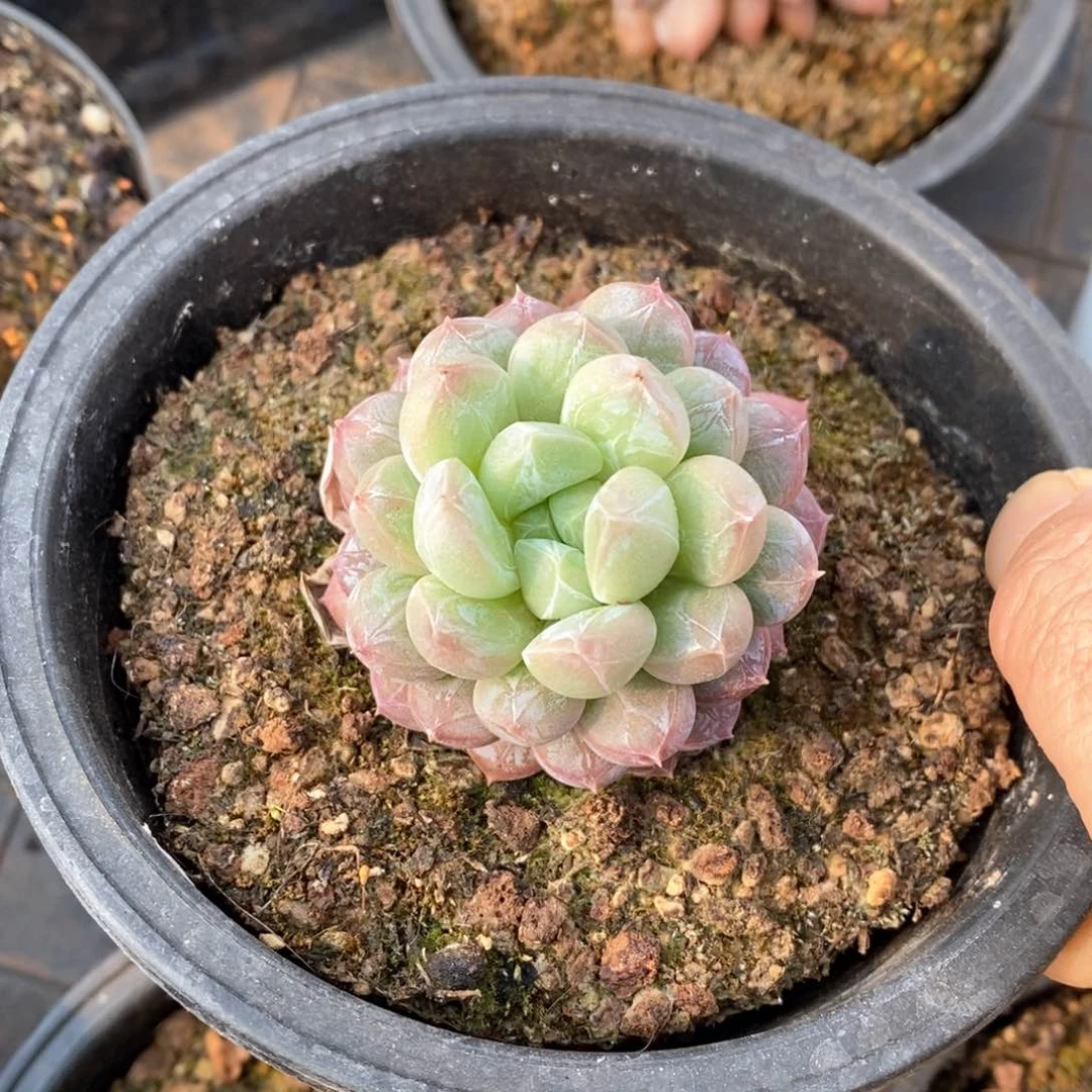 精品多肉一物一折不包整136