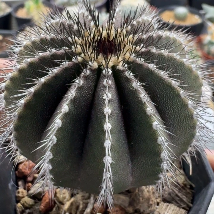 栉刺尤伯实生仙人球