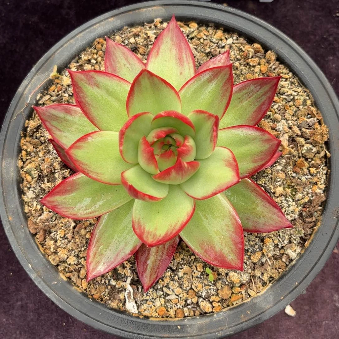 惊鸿仙子一物一拍