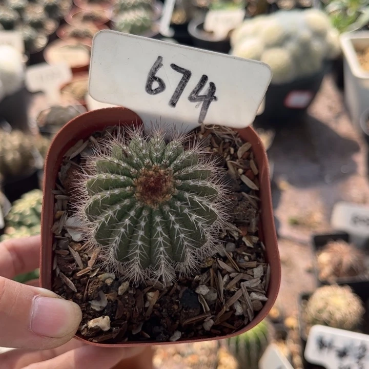 双***674尤伯球皮实好养