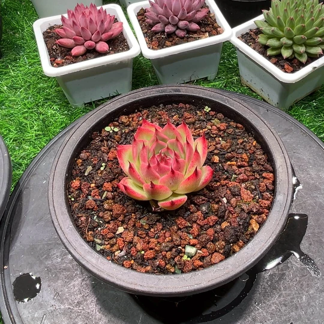 爱***壳托斯卡纳利，一物一拍。