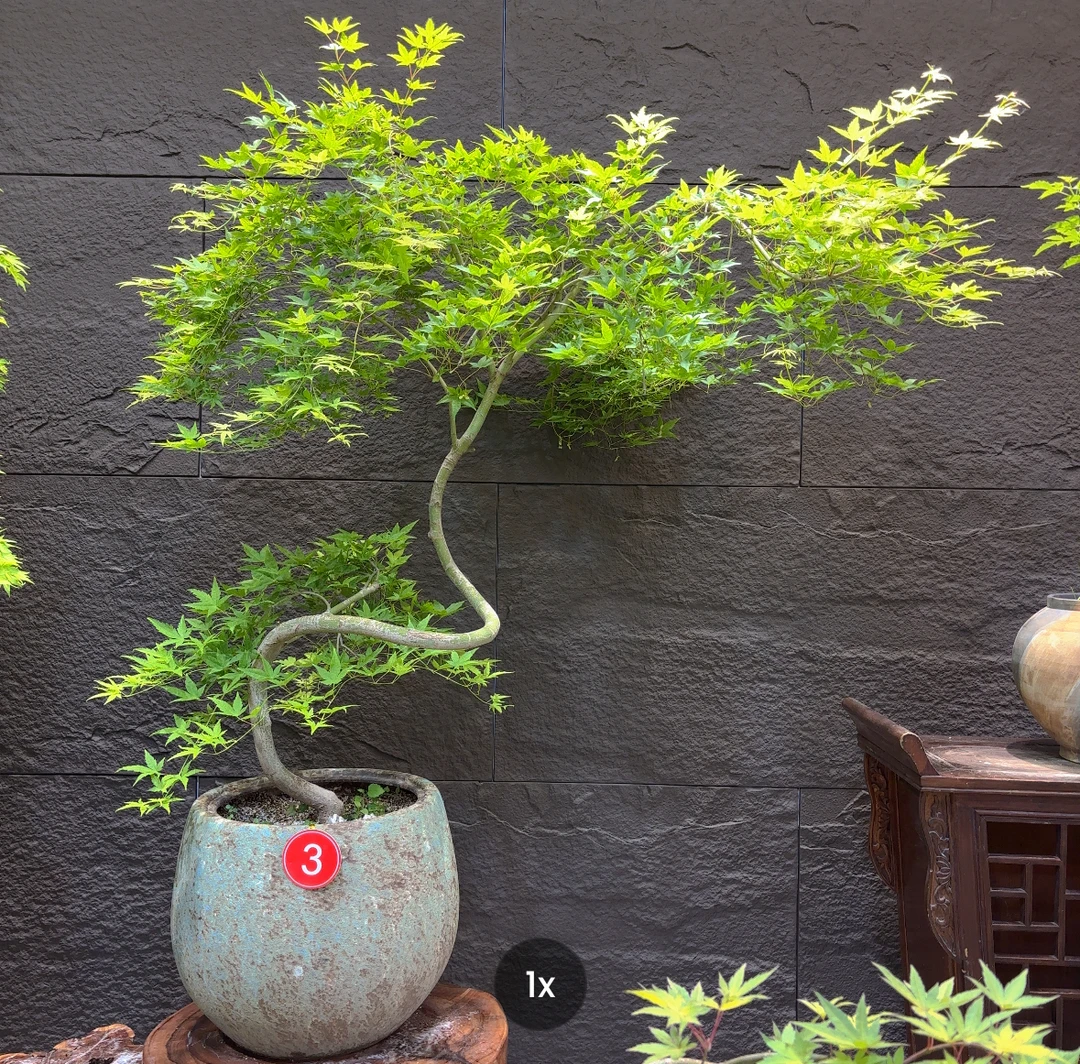 3号【植觉盆景】流泉枫大老桩飘枝造型带盆栽好含盆
