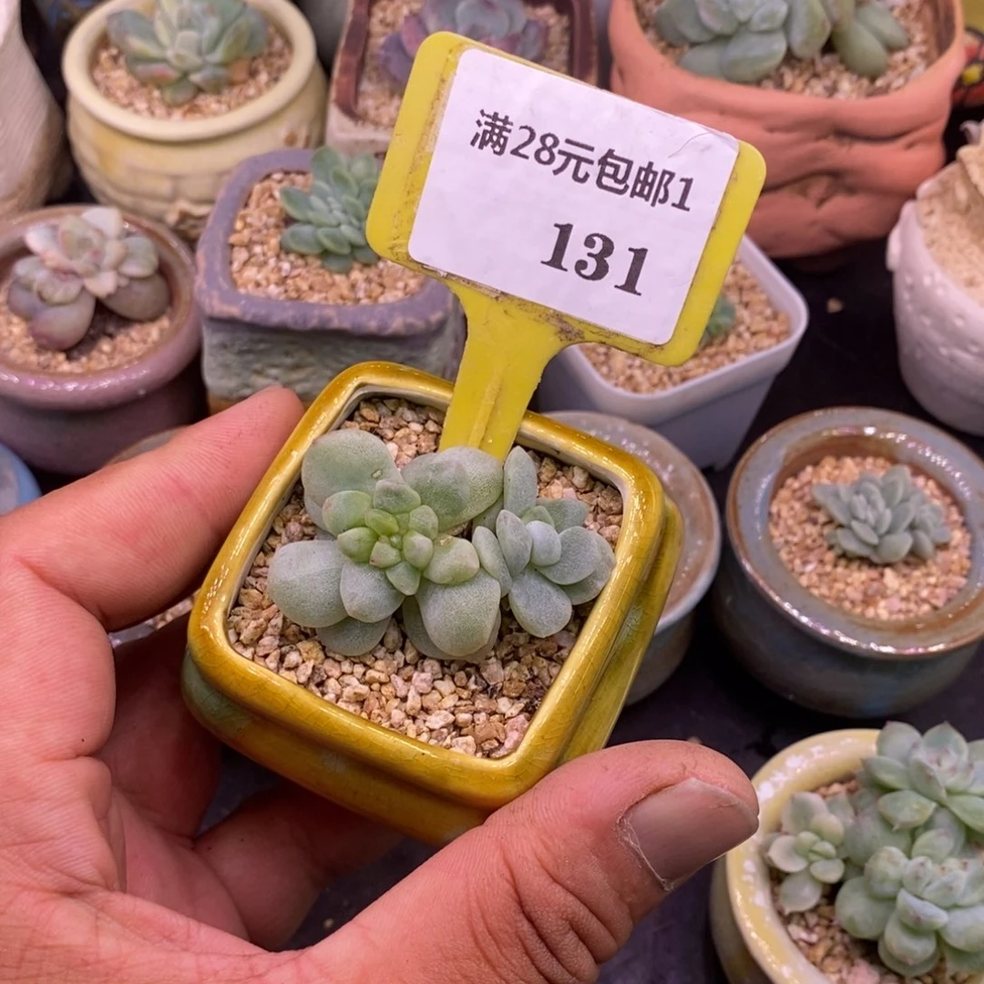 钰***头1131冰玉石化多肉…………