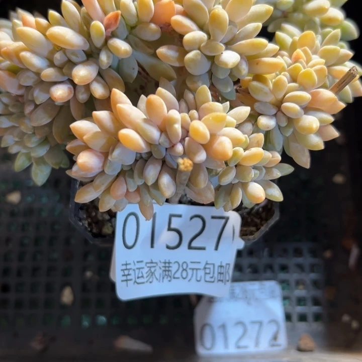 幸运的是你还在我的