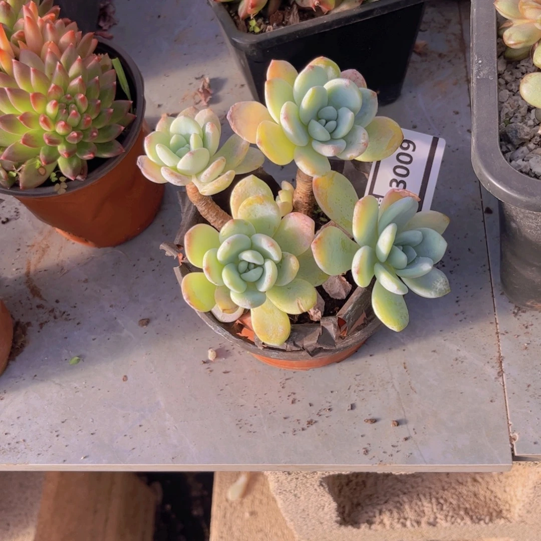 冷香多肉植物3009