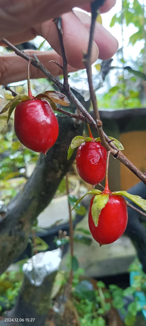 原生老鸦柿观果盆景艺术品室内绿植装饰