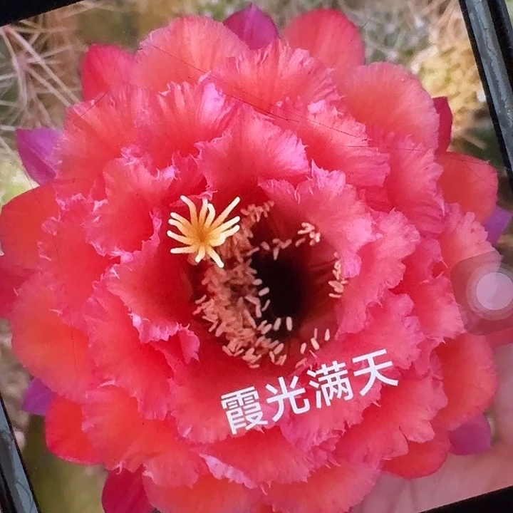 霞光满天侧芽5公分毛花柱