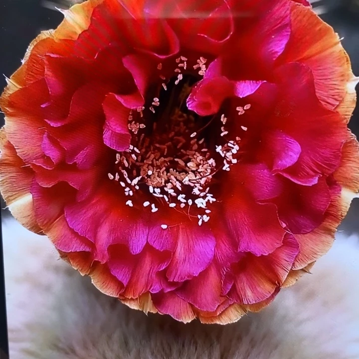 彩草七夕侧芽4公分左右