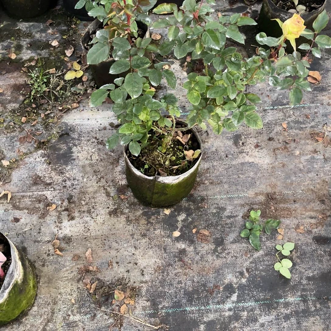 汏***姐无花朵———-达尔文福利