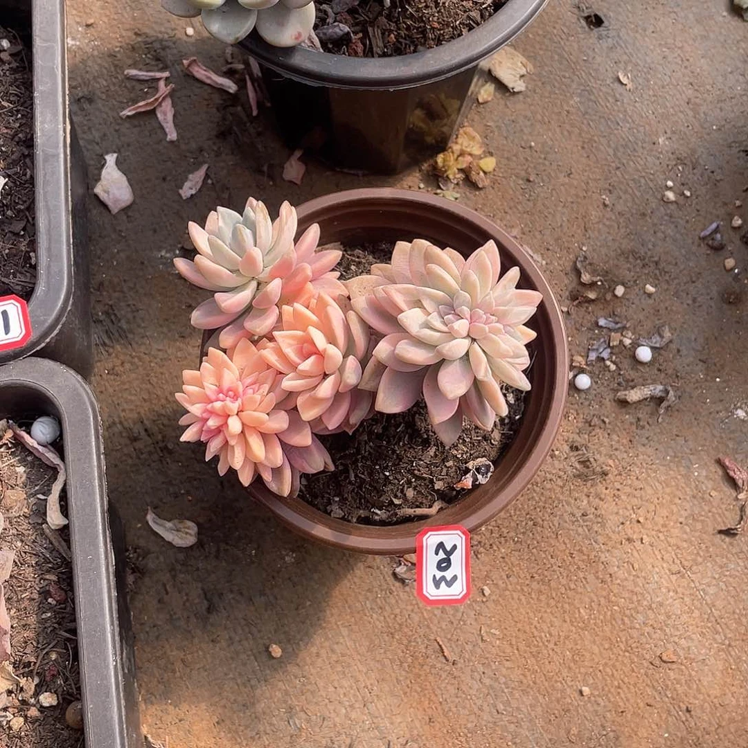 203淡雪锦 一物一拍多肉