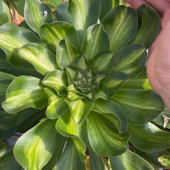 31燕子中班锦锦锦