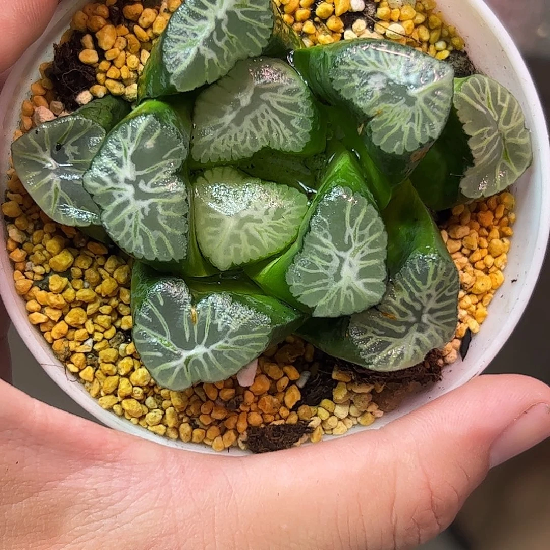花菱母本十二卷多肉植物