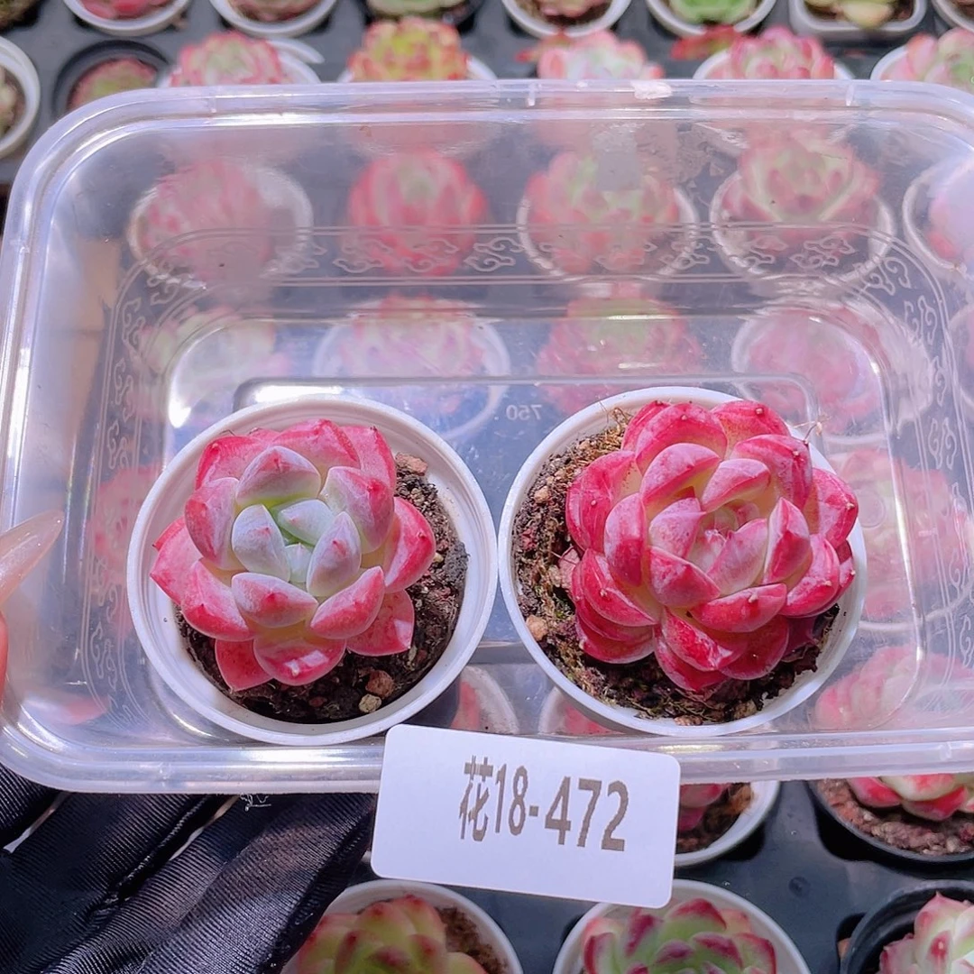 花利美18-472冰娃娃➕新品