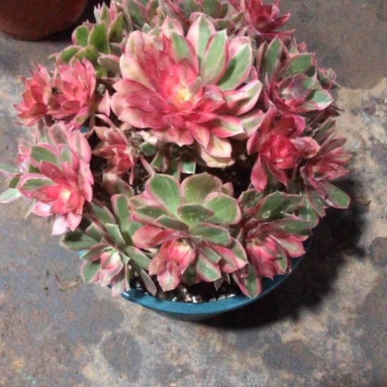 馥***芳无花朵黑魔镜法师多肉植物144号