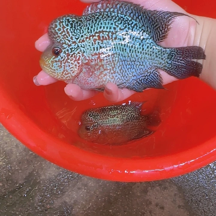 海水啊啊啊啊啊啊啊啊啊