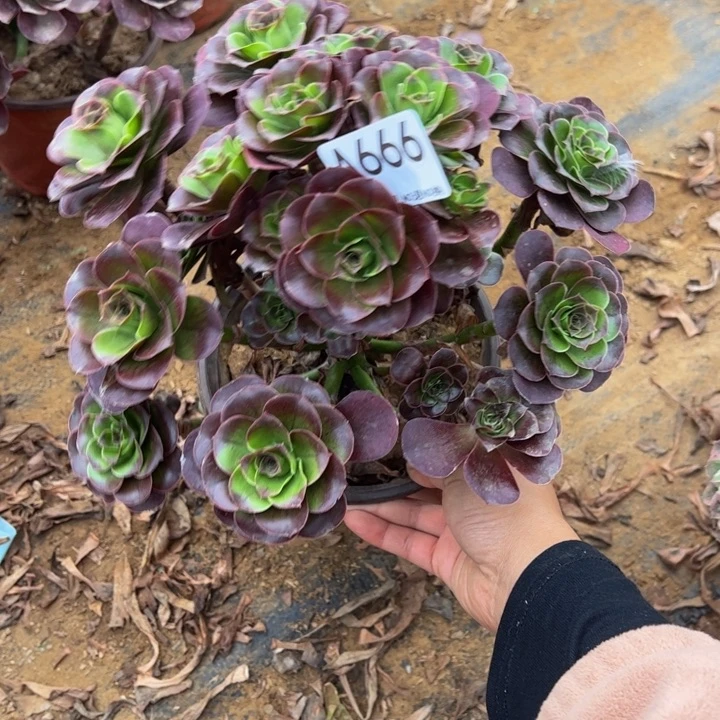 魅金玫瑰多肉植物66.6