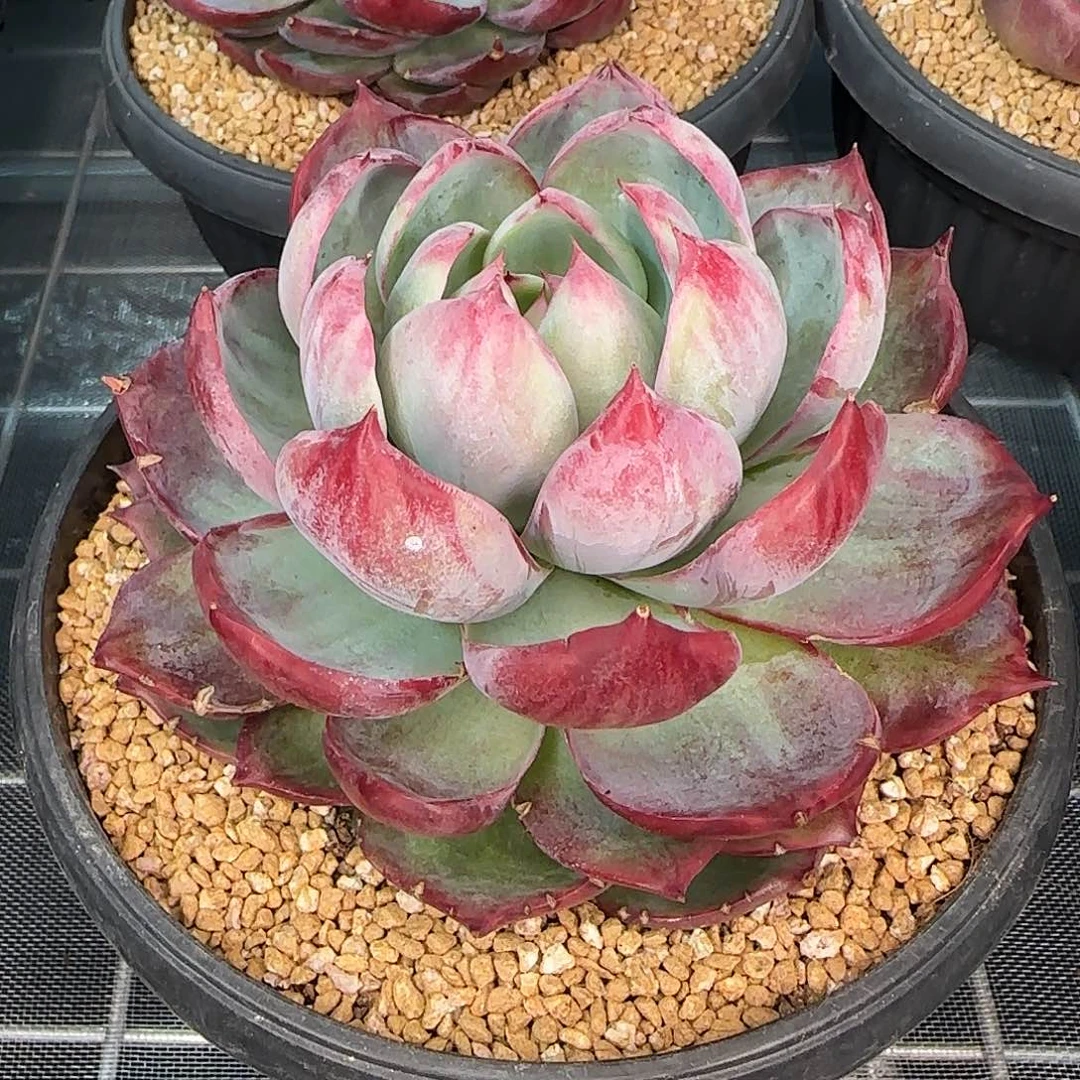 从前慢花园精选惊鸿仙子