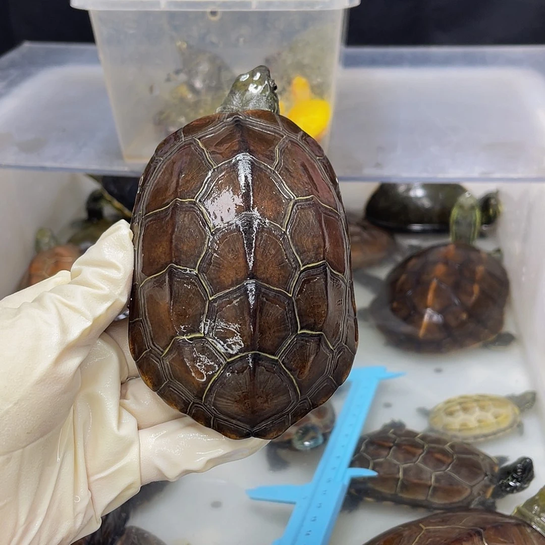 孤***公母搭配中华草龟