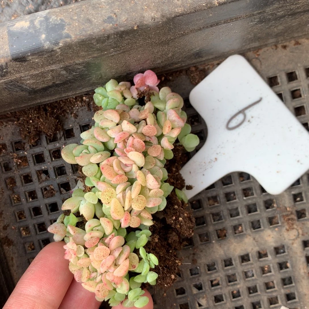 6胖宝宝珍妮播种切糕，圆胖珍妮