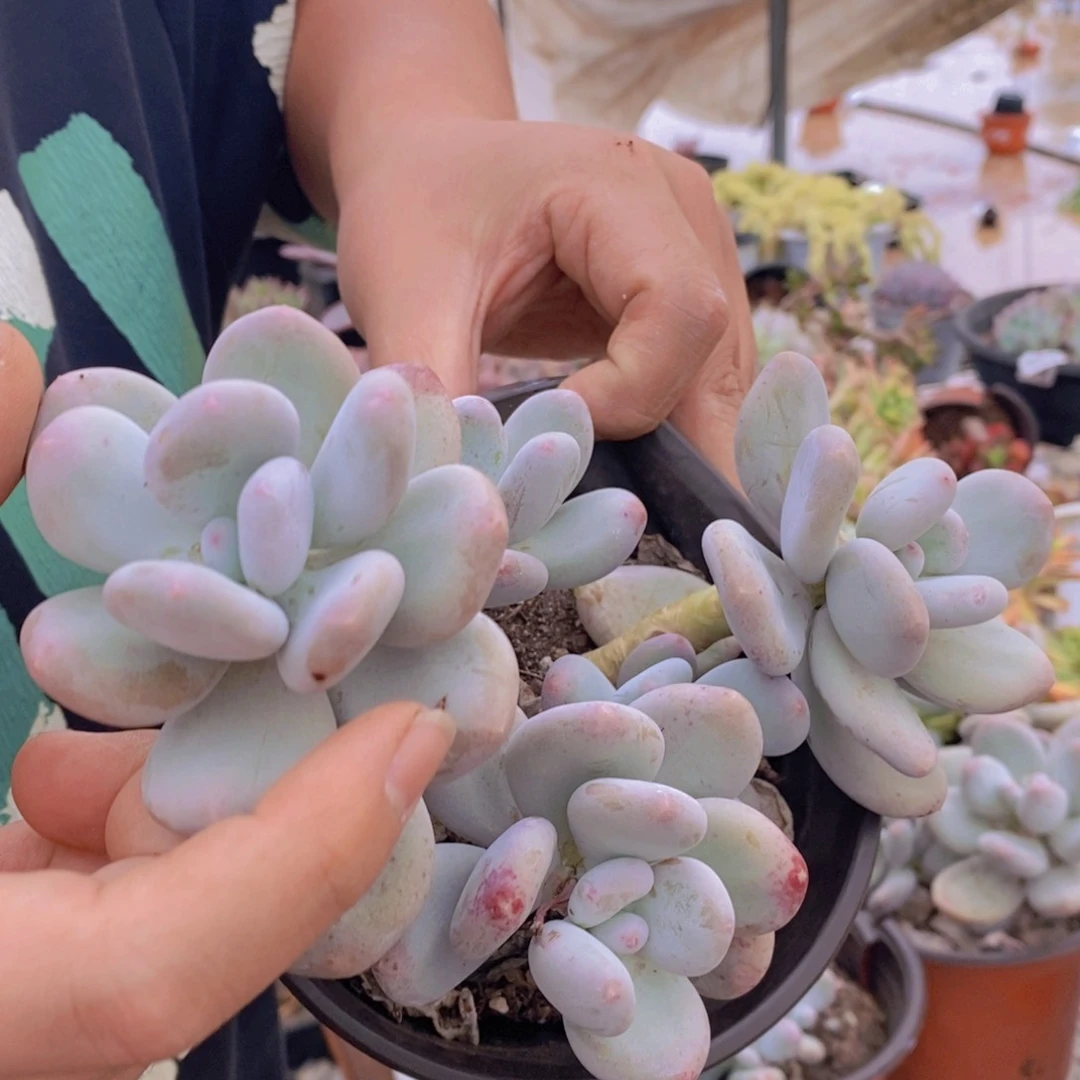 奶酪三头起发老桩