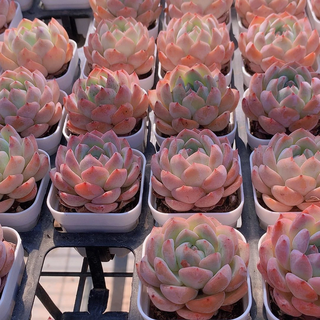 草莓杏仁35678999000000