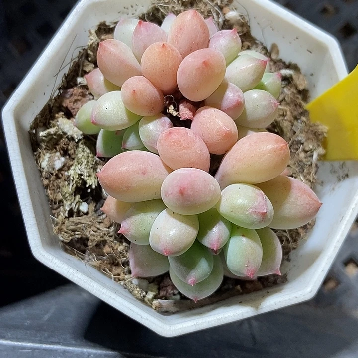 多肉植物萤火虫640