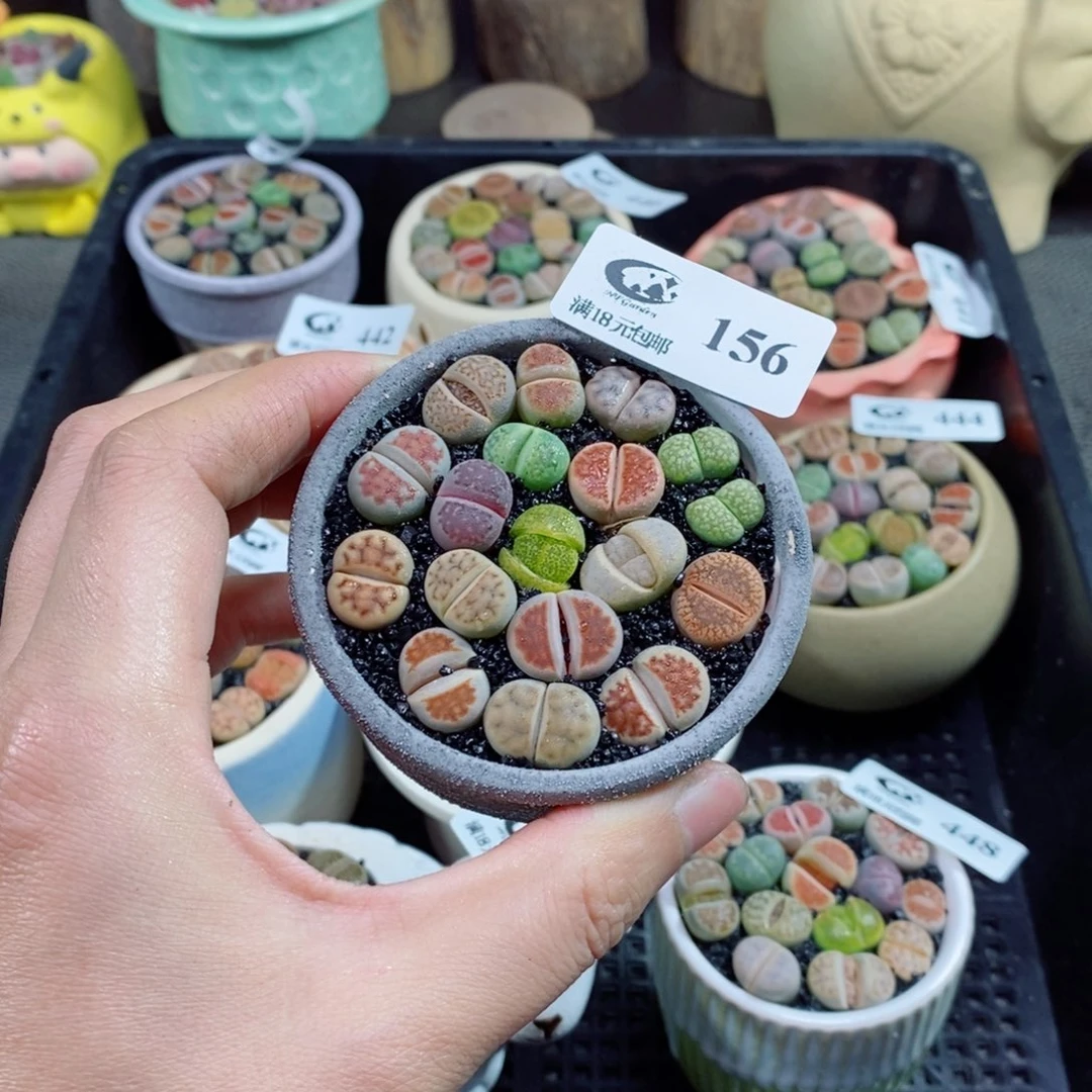 ?**」生石花花花花花花156