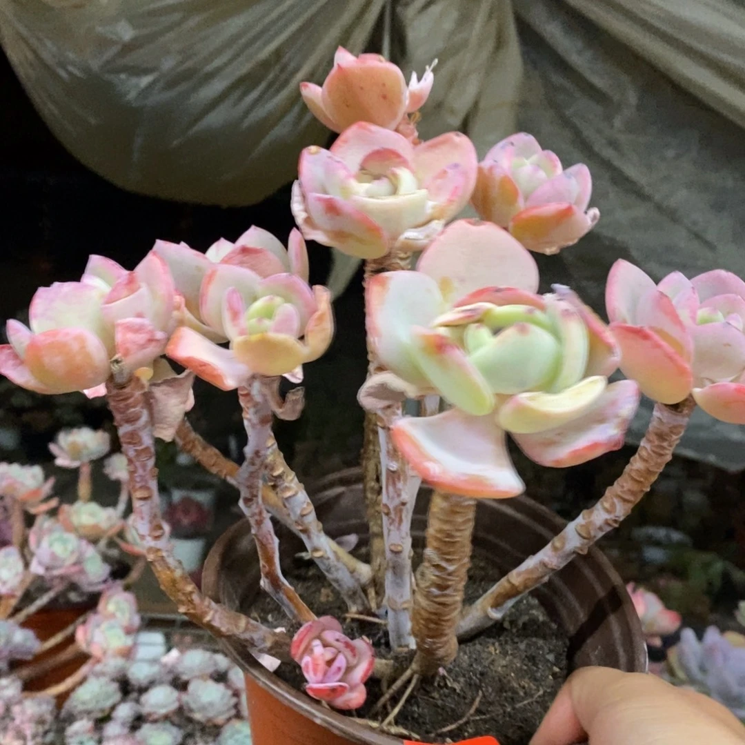 白月光五大头起发，160杯