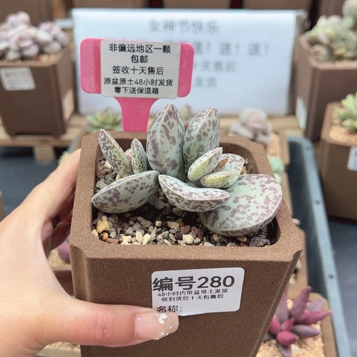 肖*280花旦多肉植物