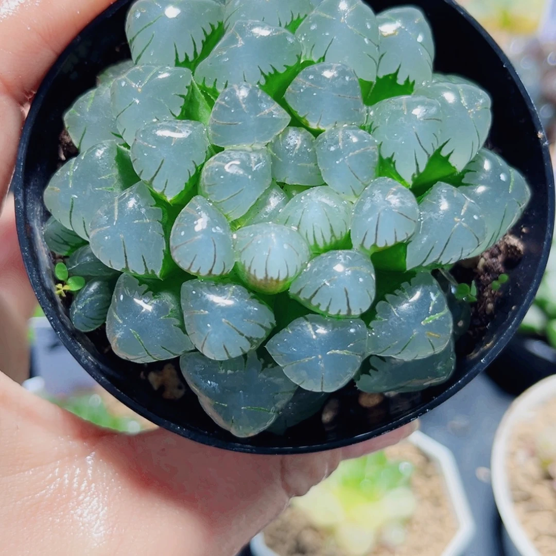 潘氏大冰灯多肉植物6666