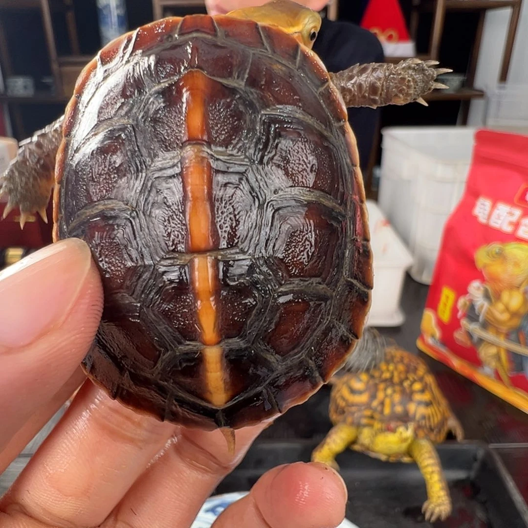 母泷安苗红顶天高高